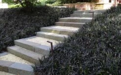 Black Mondo Grass (Ophiopogon Planiscapus 'Nigrescens') - 5 Pack Of Quart Pots -Garden Plants shop Grass Mondo Black