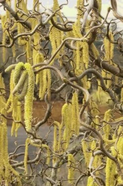 Harry Lauder's Walking Stick - Corylus Avellana 'Contorta' - 5 Gallon Pot -Garden Plants shop Harry Lauder Walking Stick 11