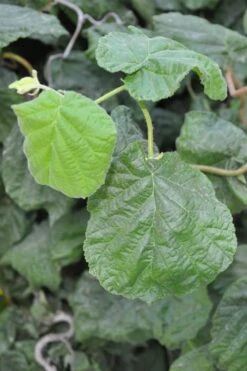 Harry Lauder's Walking Stick - Corylus Avellana 'Contorta' - 5 Gallon Pot -Garden Plants shop Harry Lauder Walking Stick 12
