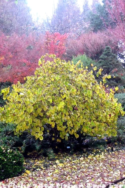 Harry Lauder's Walking Stick - Corylus avellana 'Contorta' - 7 Gallon Pot Harry Lauder's Walking Stick - Corylus Avellana 'Contorta' - 7 Gallon Pot -Garden Plants shop Harry Lauder Walking Stick 15 1