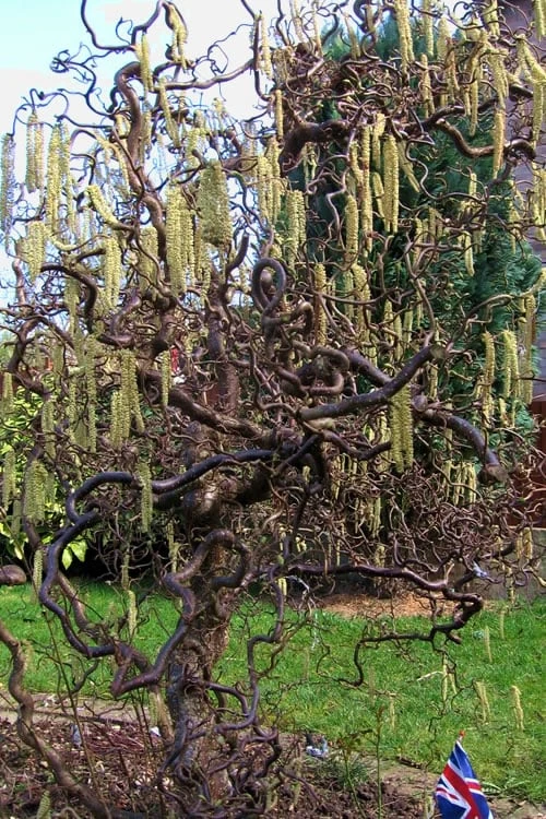 Harry Lauder's Walking Stick - Corylus avellana 'Contorta' - 7 Gallon Pot Harry Lauder's Walking Stick - Corylus Avellana 'Contorta' - 7 Gallon Pot -Garden Plants shop Harry Lauder Walking Stick 16 1