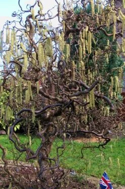 Harry Lauder's Walking Stick - Corylus Avellana 'Contorta' - 5 Gallon Pot -Garden Plants shop Harry Lauder Walking Stick 16