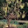 Harry Lauder's Walking Stick - Corylus Avellana 'Contorta' - 7 Gallon Pot