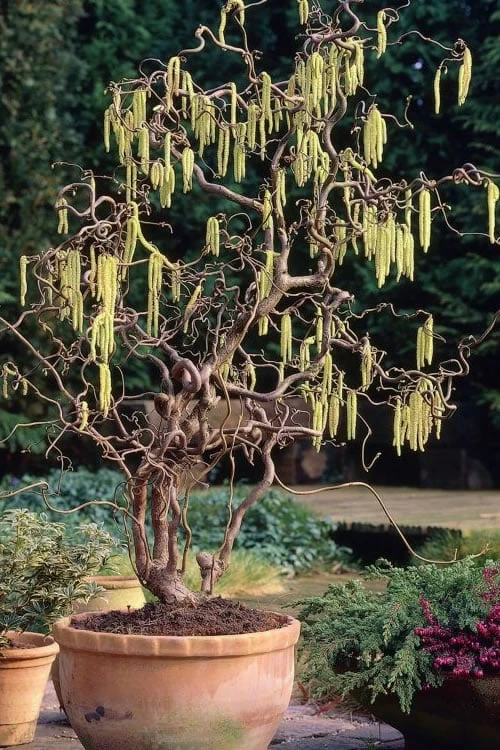 Harry Lauder's Walking Stick - Corylus avellana 'Contorta' - 7 Gallon Pot Harry Lauder's Walking Stick - Corylus Avellana 'Contorta' - 7 Gallon Pot -Garden Plants shop Harry Lauder Walking Stick 17 1