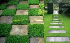 Dwarf Rupturewort Green Carpet - Herniaria Glabra - 5 Pack Of Pint Pots -Garden Plants shop Herniaria Dwarf Rutpurewort 2