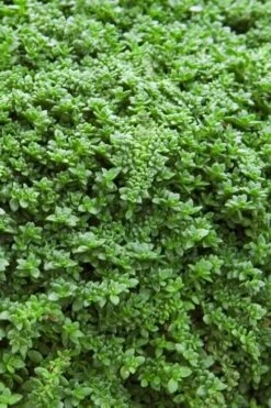 Dwarf Rupturewort Green Carpet - Herniaria Glabra - 5 Pack Of Pint Pots -Garden Plants shop Herniaria Dwarf Rutpurewort 20