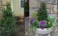 Pyramidal Compacta Japanese Holly - 3 Gallon Pot -Garden Plants shop Holly Compacta Pyramidal 2