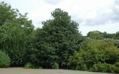 Emily Bruner Pyramidal Holly - 7 Gallon Pot (4-5') -Garden Plants shop Holly Emily Bruner 2