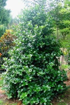 Emily Bruner Pyramidal Holly - 7 Gallon Pot (4-5') -Garden Plants shop Holly Emily Bruner 3