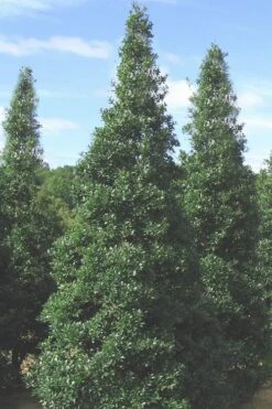 Foster's No. 2 Holly - 7 Gallon Pot (3-4') -Garden Plants shop Holly Fosters No 2 500x750 1