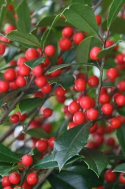 Foster's No. 2 Holly - 7 Gallon Pot (3-4')