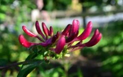 Peaches & Cream Fragrant Honeysuckle - Lonicera Periclymenum - 3 Gallon Pot -Garden Plants shop Honeysuckle Peaches And Cream 10