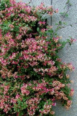 Peaches & Cream Fragrant Honeysuckle - Lonicera Periclymenum - 3 Gallon Pot -Garden Plants shop Honeysuckle Peaches And Cream 12