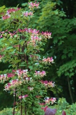 Peaches & Cream Fragrant Honeysuckle - Lonicera Periclymenum - 3 Gallon Pot -Garden Plants shop Honeysuckle Peaches And Cream 13