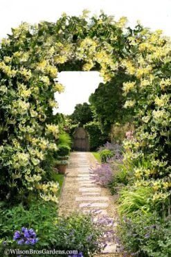 Scentsation Fragrant Yellow Honeysuckle - Lonicera Periclymenum - 1 Gallon Pot -Garden Plants shop Honeysuckle Scentsation 10