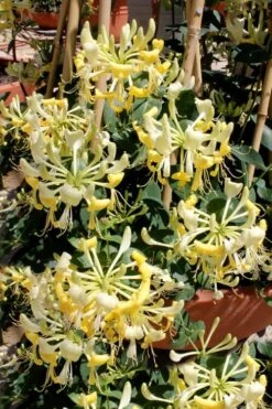 Scentsation Fragrant Yellow Honeysuckle - Lonicera Periclymenum - 1 Gallon Pot -Garden Plants shop Honeysuckle Scentsation 2
