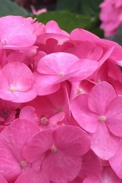 After Midnight Hydrangea - 3 Gallon Pot -Garden Plants shop Hydrangea After Midnight 1