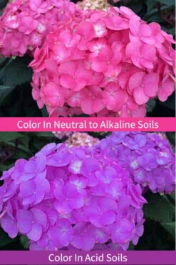 After Midnight Hydrangea - 3 Gallon Pot -Garden Plants shop Hydrangea After Midnight 6