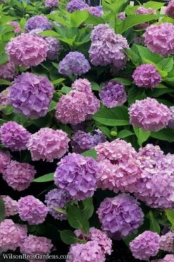 All Summer Beauty Hydrangea - 3 Gallon Pot -Garden Plants shop Hydrangea All Summer Beauty 1