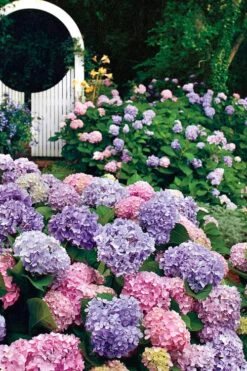 All Summer Beauty Hydrangea - 3 Gallon Pot -Garden Plants shop Hydrangea All Summer Beauty 2