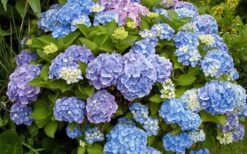 All Summer Beauty Hydrangea - 3 Gallon Pot -Garden Plants shop Hydrangea All Summer Beauty 4