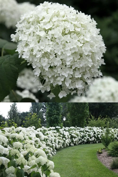 Annabelle Hydrangea - 3 Gallon Pot Annabelle Hydrangea - 3 Gallon Pot -Garden Plants shop Hydrangea Annabelle 1 500x750 1
