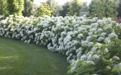 Annabelle Hydrangea - 3 Gallon Pot 4 Annabelle Hydrangea - 3 Gallon Pot -Garden Plants shop Hydrangea Annabelle Hedge 1