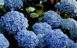 Big Daddy Hydrangea - 7 Gallon Pot -Garden Plants shop Hydrangea Big Daddy 1