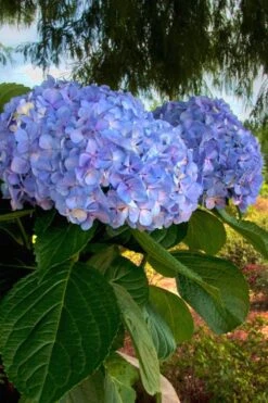 Big Daddy Hydrangea - 2 Gallon Pot -Garden Plants shop Hydrangea Big Daddy 500x750 1