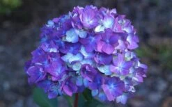 Bloomstruck Endless Summer Hydrangea - 1 Gallon Pot -Garden Plants shop Hydrangea Bloomstruck Bloom 1
