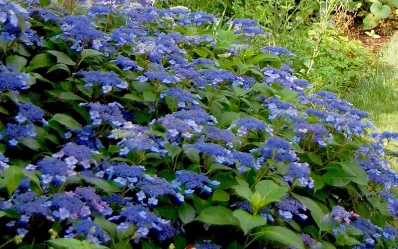 Bluebird Hydrangea - 2 Gallon Pot Bluebird Hydrangea - 2 Gallon Pot -Garden Plants shop Hydrangea Bluebird 3
