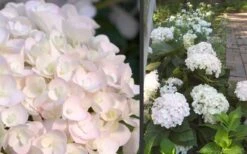 Blushing Bride Endless Summer Hydrangea - 3 Gallon Pot 4 Blushing Bride Endless Summer Hydrangea - 3 Gallon Pot -Garden Plants shop Hydrangea Blushing Bride 1