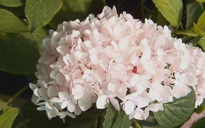 Blushing Bride Endless Summer Hydrangea - 1 Gallon Pot Blushing Bride Endless Summer Hydrangea - 1 Gallon Pot -Garden Plants shop Hydrangea Blushing Bride 2