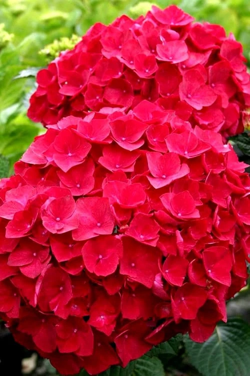 Cardinal Red Hydrangea - 3 Gallon Pot Cardinal Red Hydrangea - 3 Gallon Pot -Garden Plants shop Hydrangea Cardinal Red BS