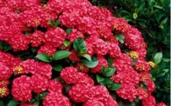 Cardinal Red Hydrangea - 3 Gallon Pot 4 Cardinal Red Hydrangea - 3 Gallon Pot -Garden Plants shop Hydrangea Cardinal Shrub In Bloom