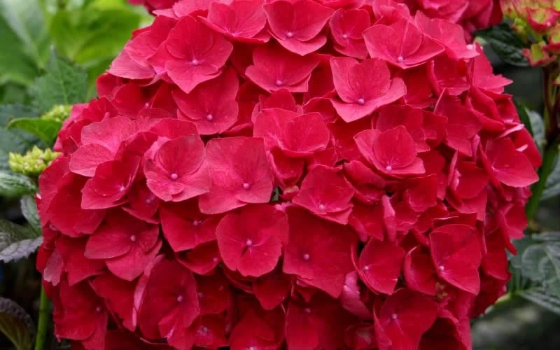 Cardinal Red Hydrangea - 3 Gallon Pot Cardinal Red Hydrangea - 3 Gallon Pot -Garden Plants shop Hydrangea Cardinal