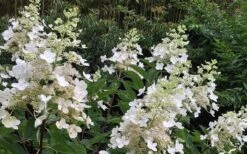 Kyushu Hydrangea - 3 Gallon Pot -Garden Plants shop Hydrangea Chantilly Lace 1