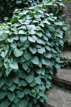 Moonlight Climbing Hydrangea - 1 Gallon Pot -Garden Plants shop Hydrangea Climbing Moonlight 2