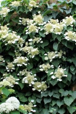 Moonlight Climbing Hydrangea - 2 Gallon Pot -Garden Plants shop Hydrangea Climbing Moonlight 3 2