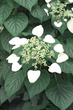 Moonlight Climbing Hydrangea - 5 Gallon Pot -Garden Plants shop Hydrangea Climbing Moonlight 5 1