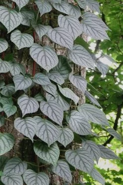 Moonlight Climbing Hydrangea - 2 Gallon Pot -Garden Plants shop Hydrangea Climbing Moonlight 6 2