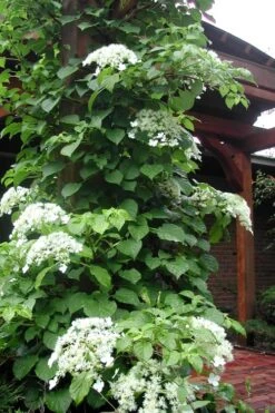 Climbing Hydrangea 'Petiolaris' - 5 Gallon Pot 7 Climbing Hydrangea 'Petiolaris' - 5 Gallon Pot -Garden Plants shop Hydrangea Climbing Petiolaris 10