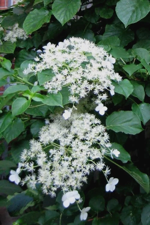Climbing Hydrangea 'Petiolaris' - 5 Gallon Pot Climbing Hydrangea 'Petiolaris' - 5 Gallon Pot -Garden Plants shop Hydrangea Climbing Petiolaris 11