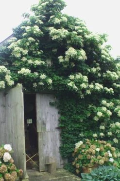 Climbing Hydrangea 'Petiolaris' - 5 Gallon Pot 4 Climbing Hydrangea 'Petiolaris' - 5 Gallon Pot -Garden Plants shop Hydrangea Climbing Petiolaris 15