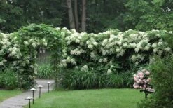 Climbing Hydrangea 'Petiolaris' - 5 Gallon Pot 8 Climbing Hydrangea 'Petiolaris' - 5 Gallon Pot -Garden Plants shop Hydrangea Climbing Petiolaris 16