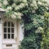 Climbing Hydrangea 'Petiolaris' - 5 Gallon Pot