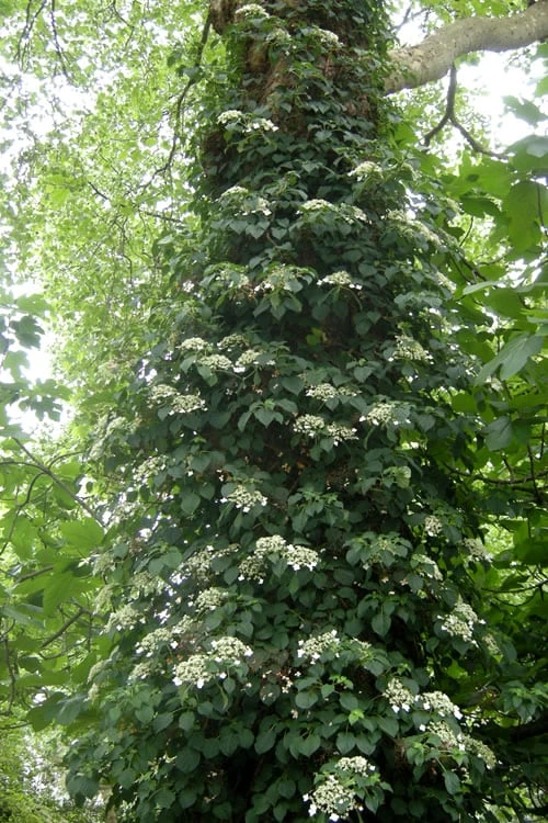 Climbing Hydrangea 'Petiolaris' - 5 Gallon Pot Climbing Hydrangea 'Petiolaris' - 5 Gallon Pot -Garden Plants shop Hydrangea Climbing Petiolaris 8