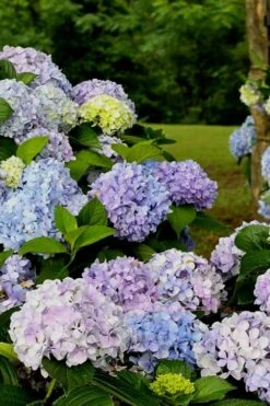 Dear Dolores Hydrangea - 2 Gallon Pot