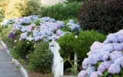 Dear Dolores Hydrangea - 2 Gallon Pot 6 Dear Dolores Hydrangea - 2 Gallon Pot -Garden Plants shop Hydrangea Dear Dolores Garden Planting