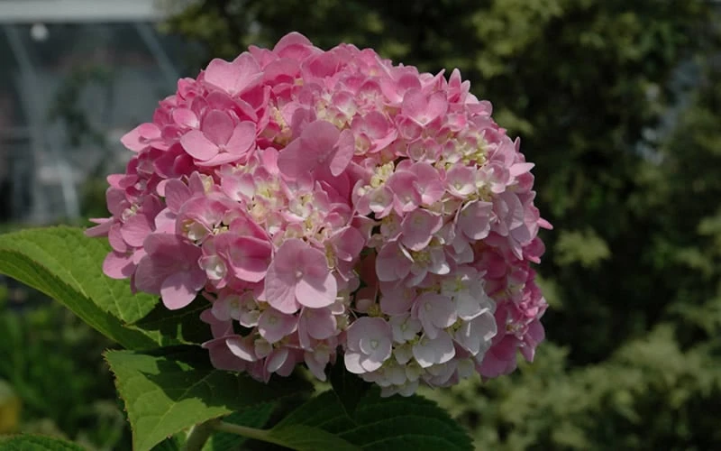 Dear Dolores Hydrangea - 2 Gallon Pot Dear Dolores Hydrangea - 2 Gallon Pot -Garden Plants shop Hydrangea Dear Dolores Pink